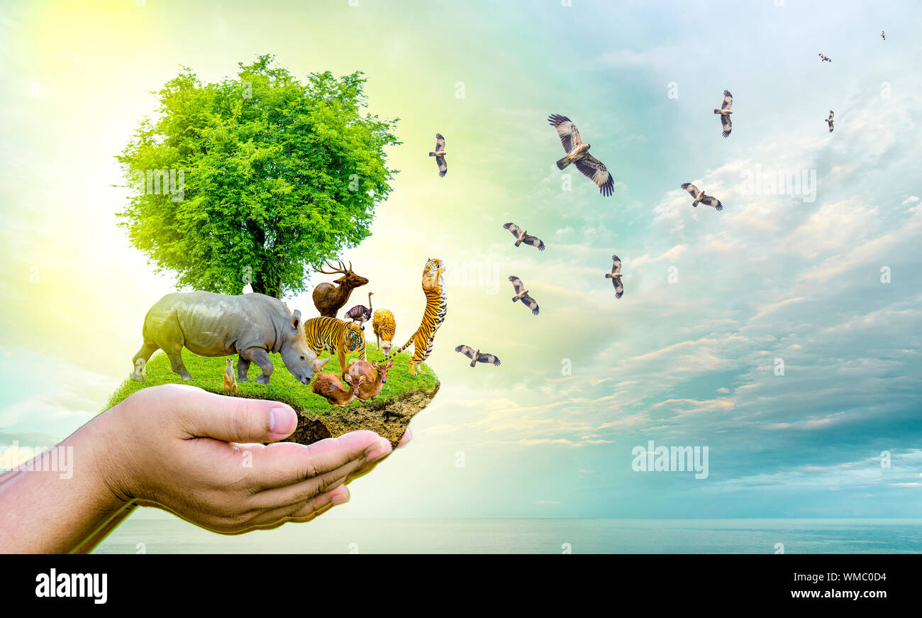 Wildlife Conservation Day Wild animals to the home. Or wildlife