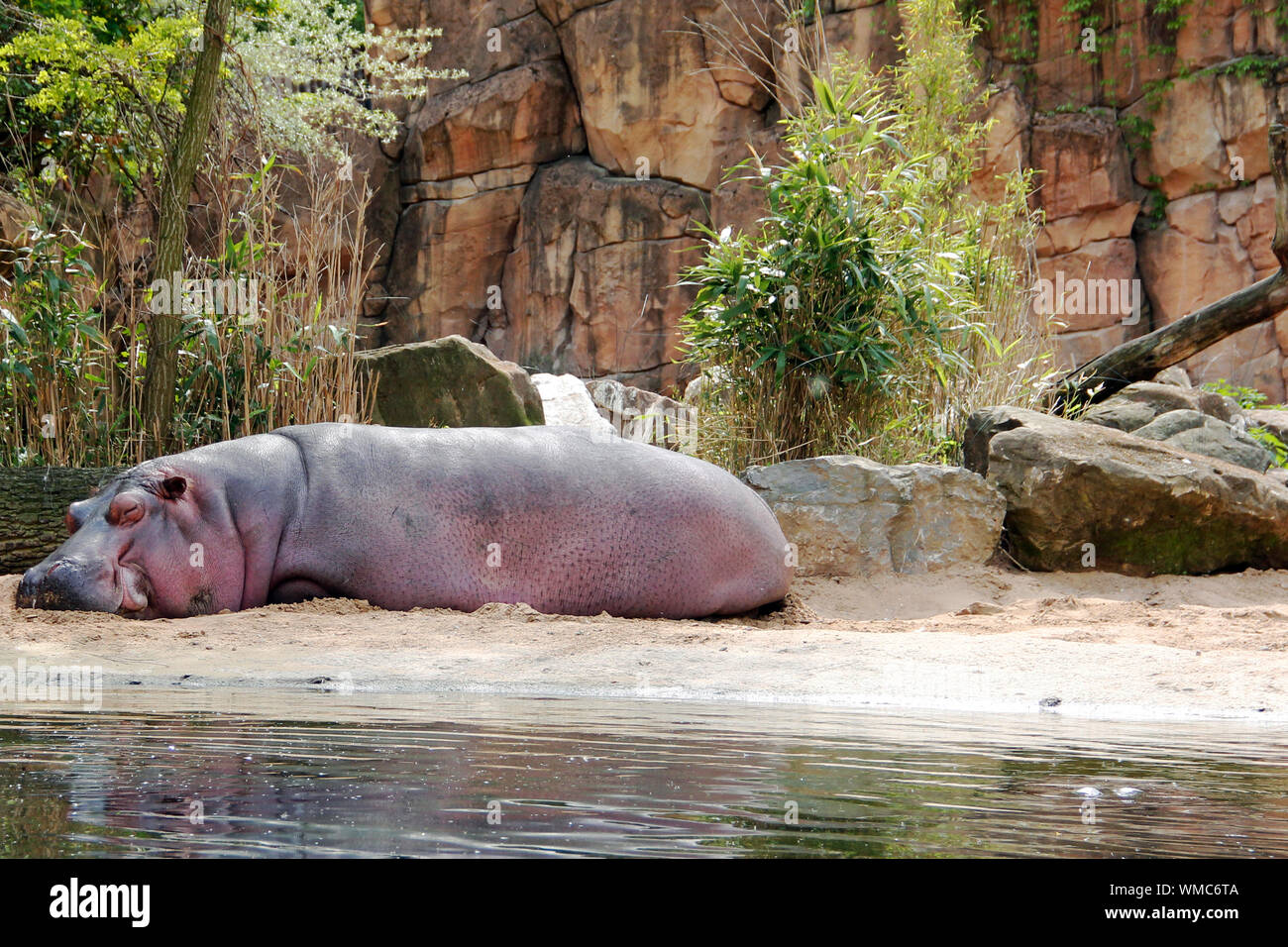 Sleeping Hippo at the edge of the pool, Hippopotamus amphibius Stock Photo