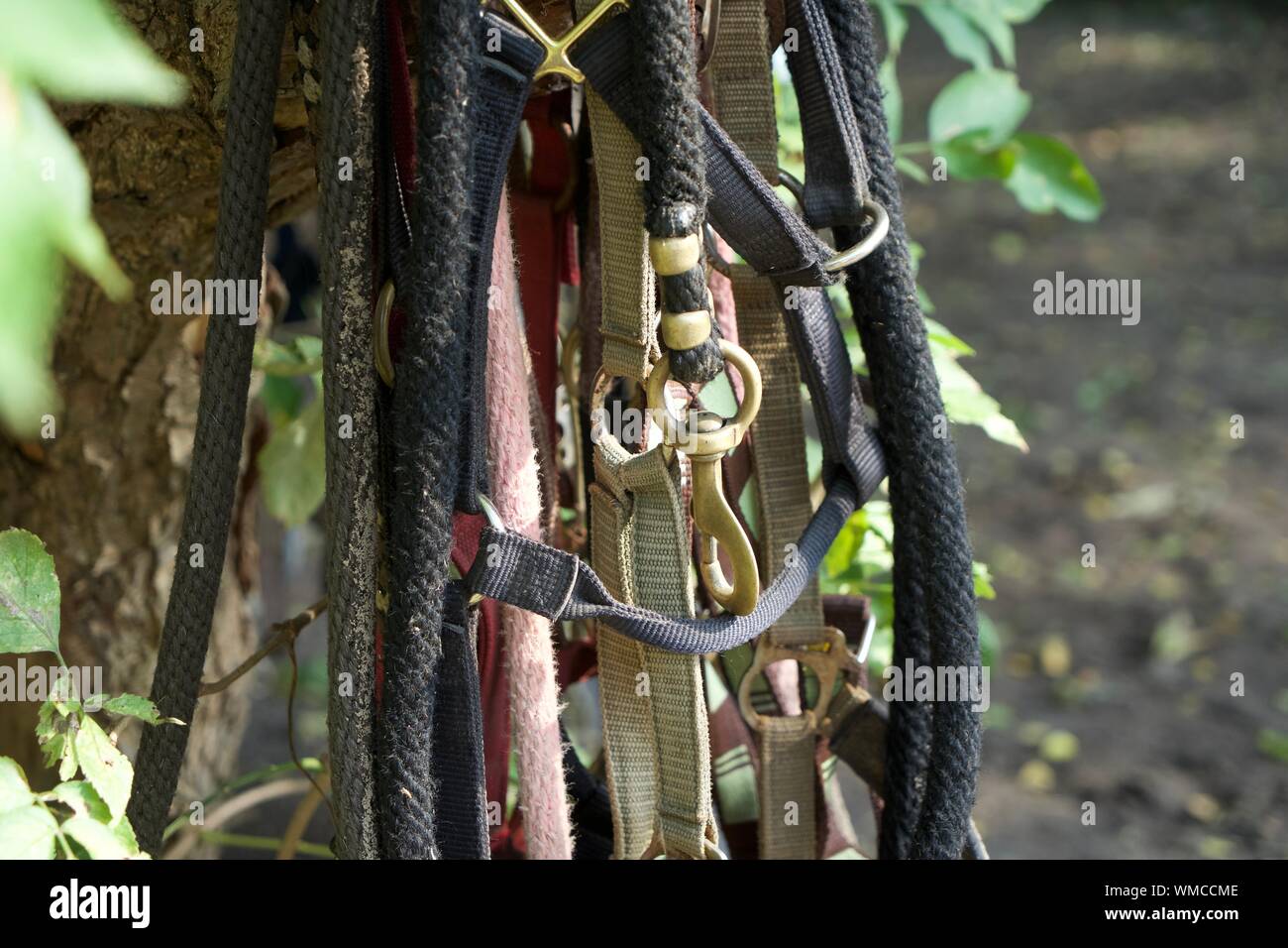 Safety Harnesses Hanging On Tree Stock Photo Alamy