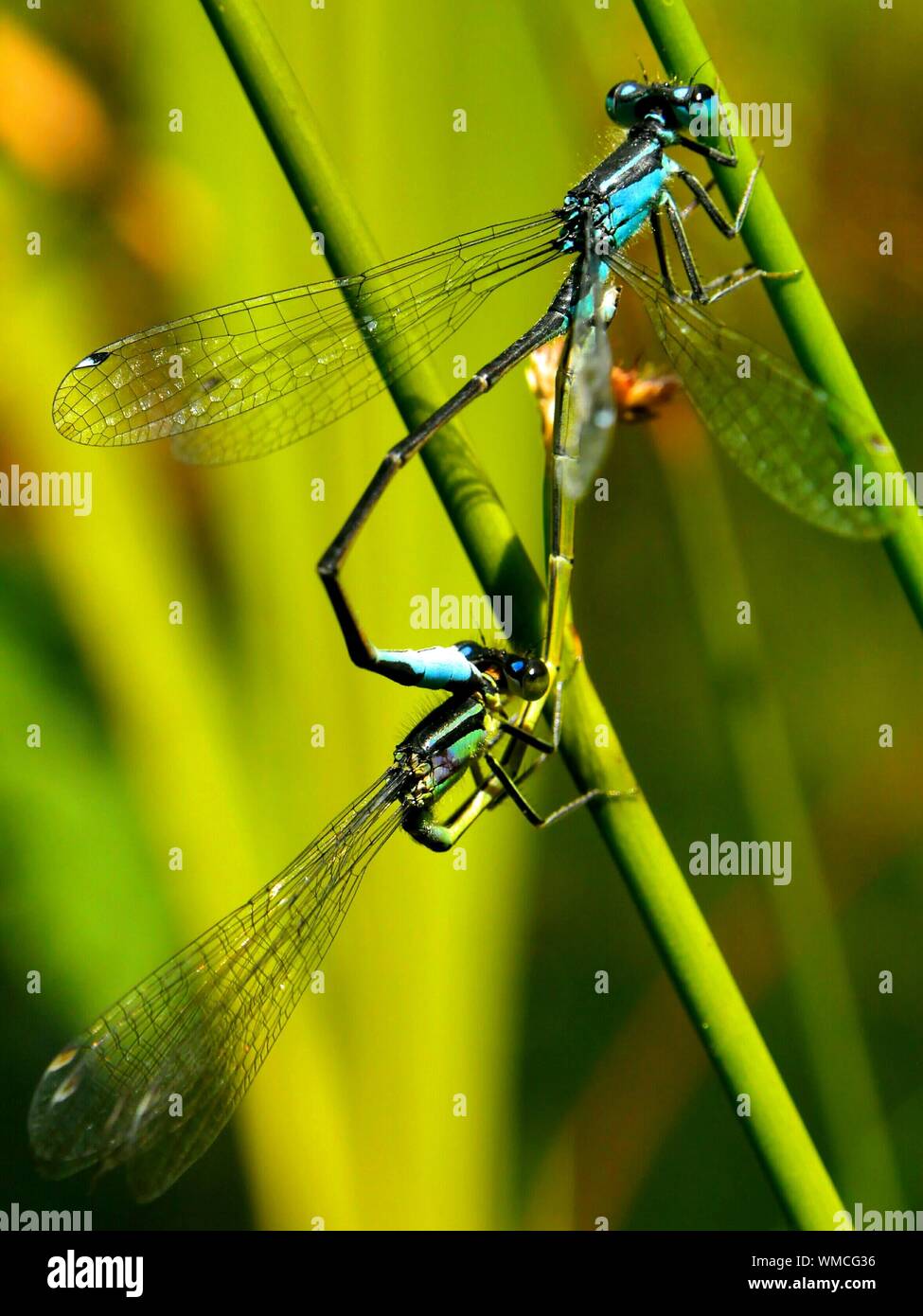 Two dragonflies mating hires stock photography and images Alamy