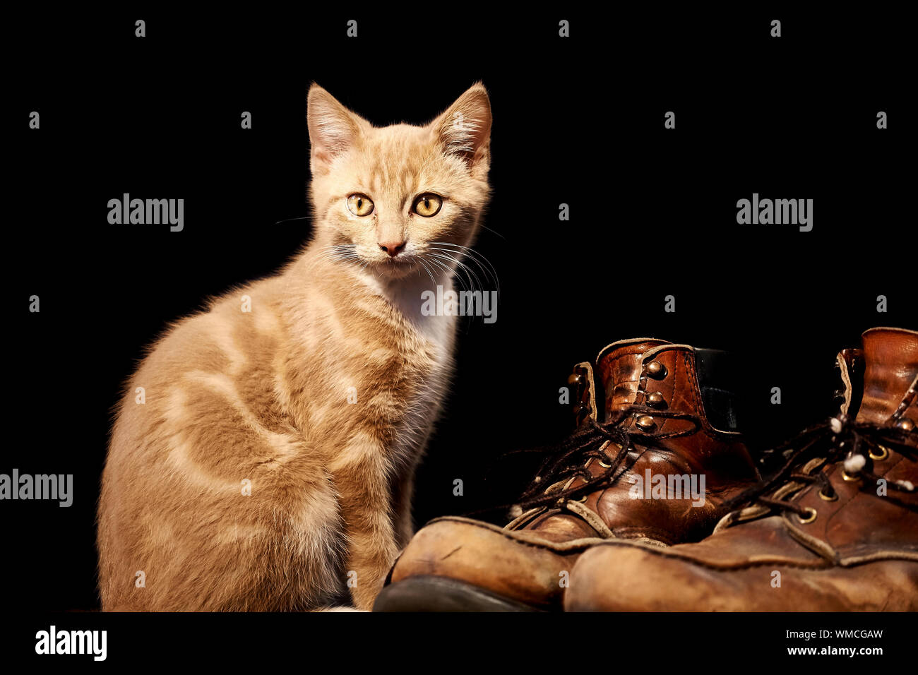 Portrait Of Cat With Shoes Over Black Background Stock Photo Alamy