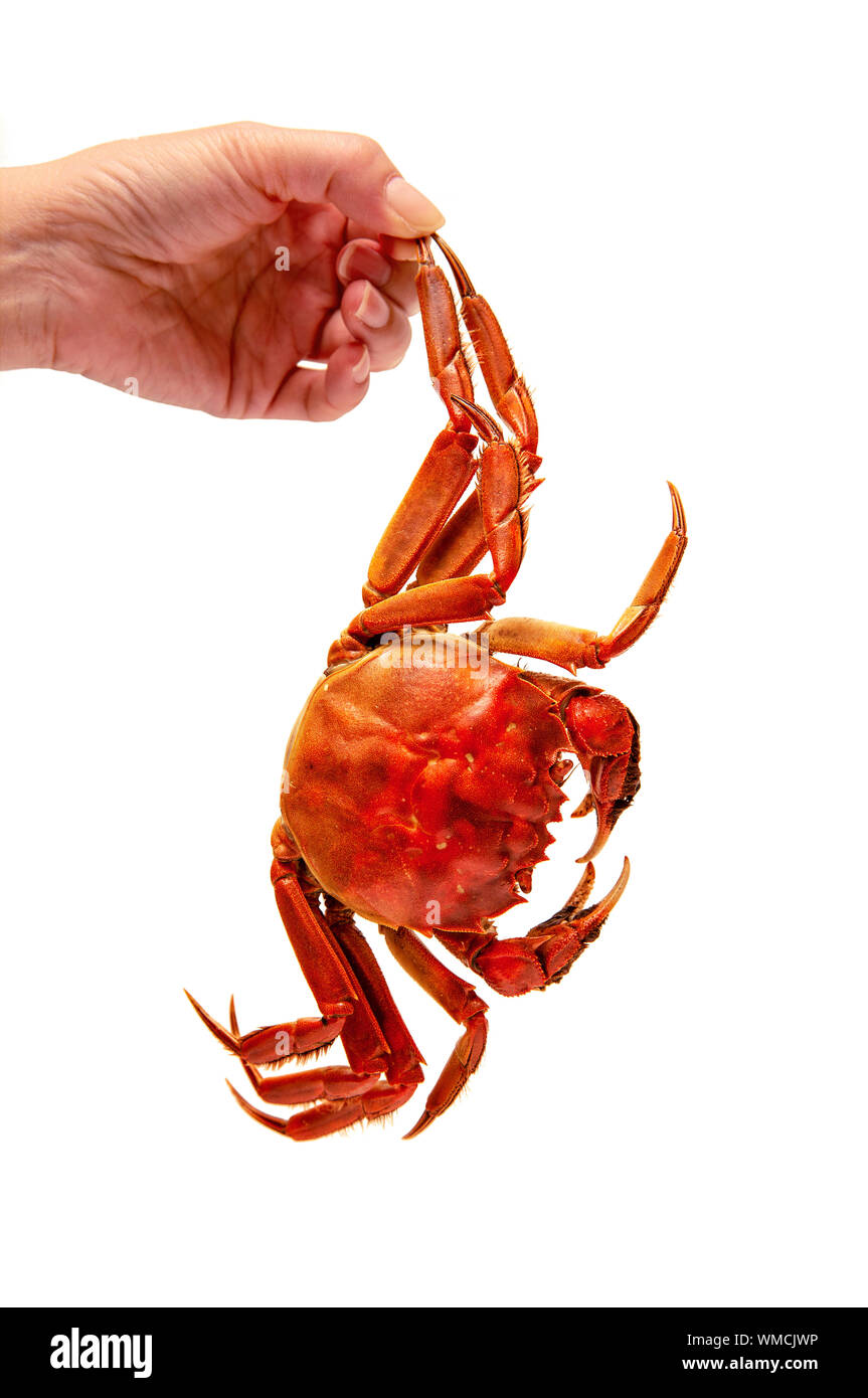 Lunch with hairy crabs hires stock photography and images Alamy