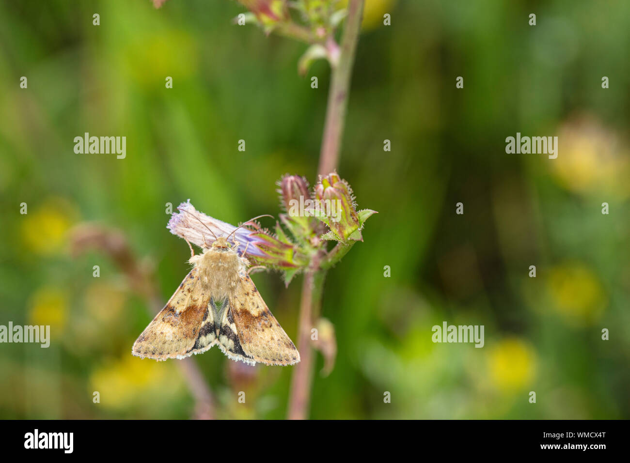 the butterfly sits on a blade of grass Stock Photo - Alamy