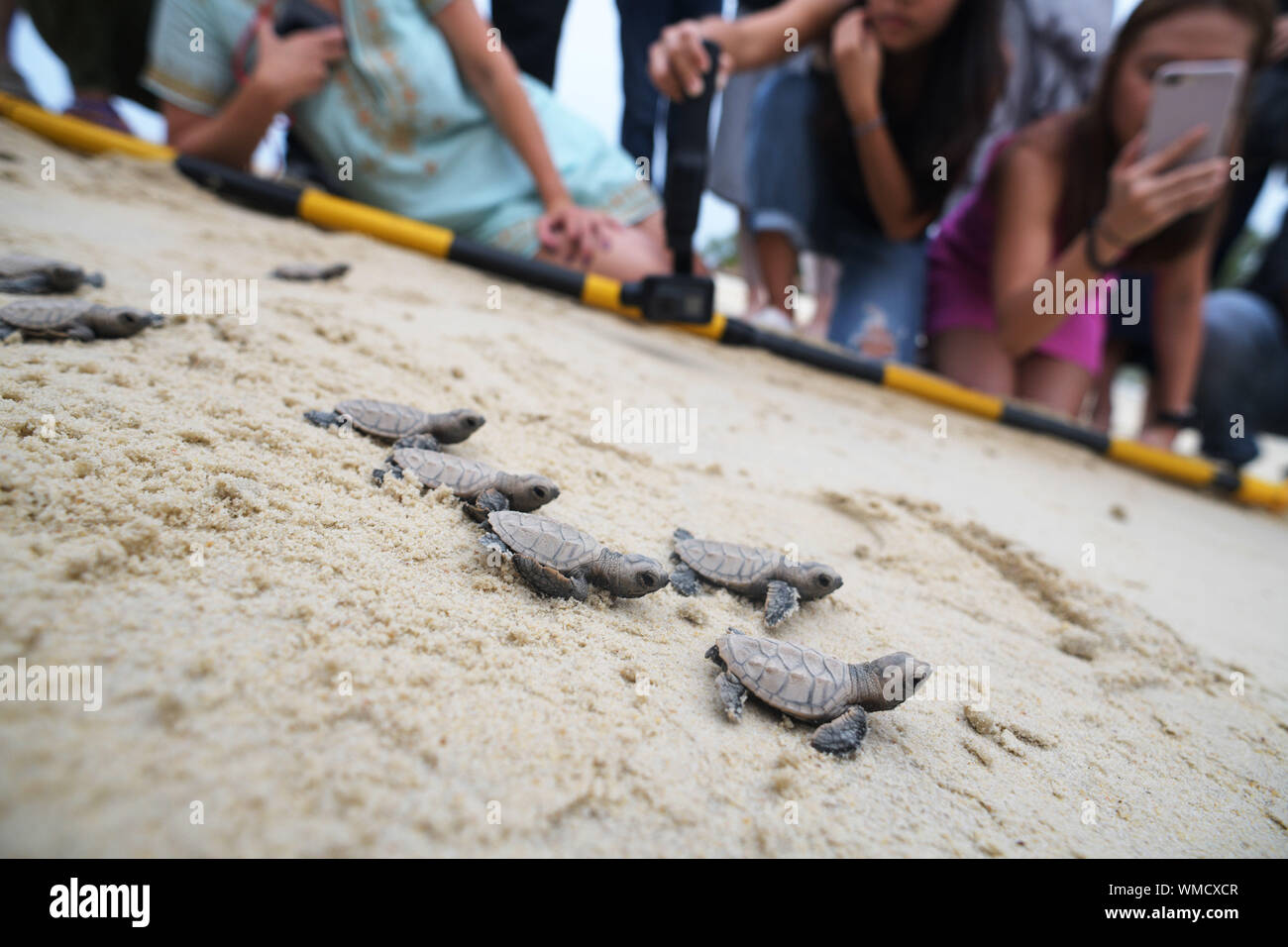 (190905) -- BEIJING, Sept. 5, 2019 (Xinhua) -- Hawksbill sea turtles hatched less than 10 hours ago make their way to the sea on the beach of Singapore's Sentosa Island on Sept. 4, 2019. Staff of the Sentosa Development Corporation released a total of 100 Hawksbill sea turtle hatchlings back to the sea. (Xinhua/Then Chih Wey) Stock Photo