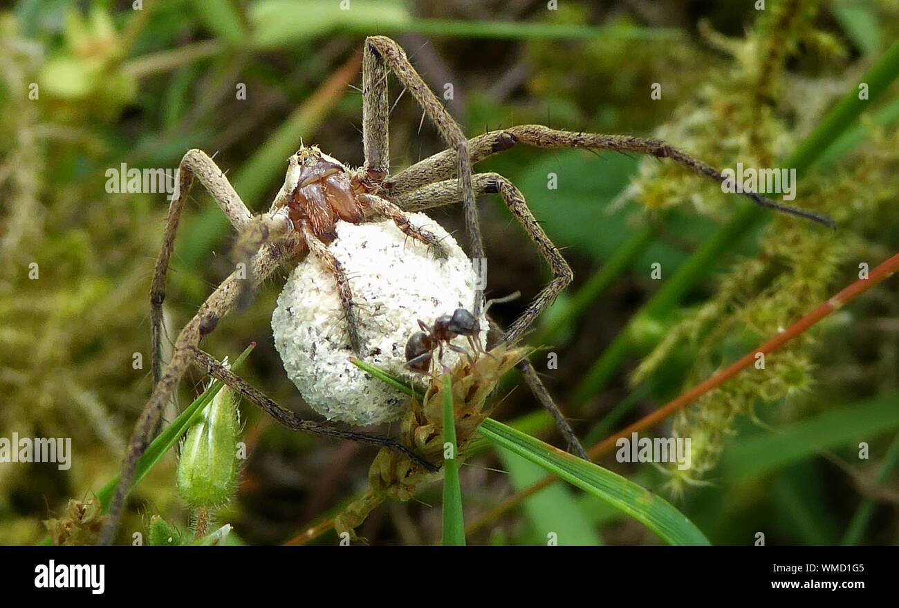 Spider cocoon hires stock photography and images Alamy