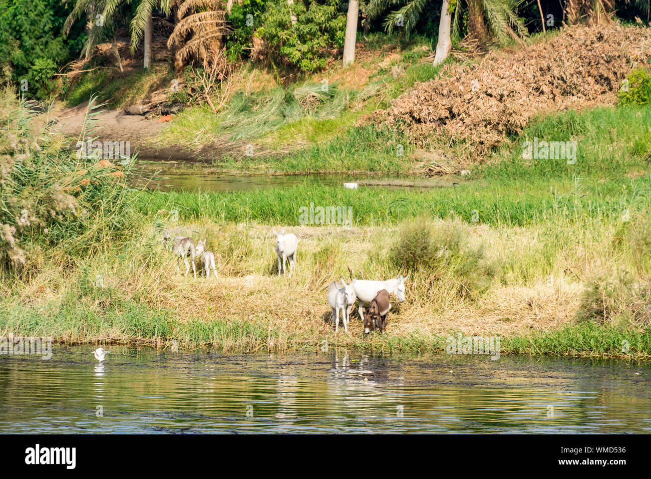 Cattle or livestock grazing on the bank of Nile river, Egypt Stock Photo
