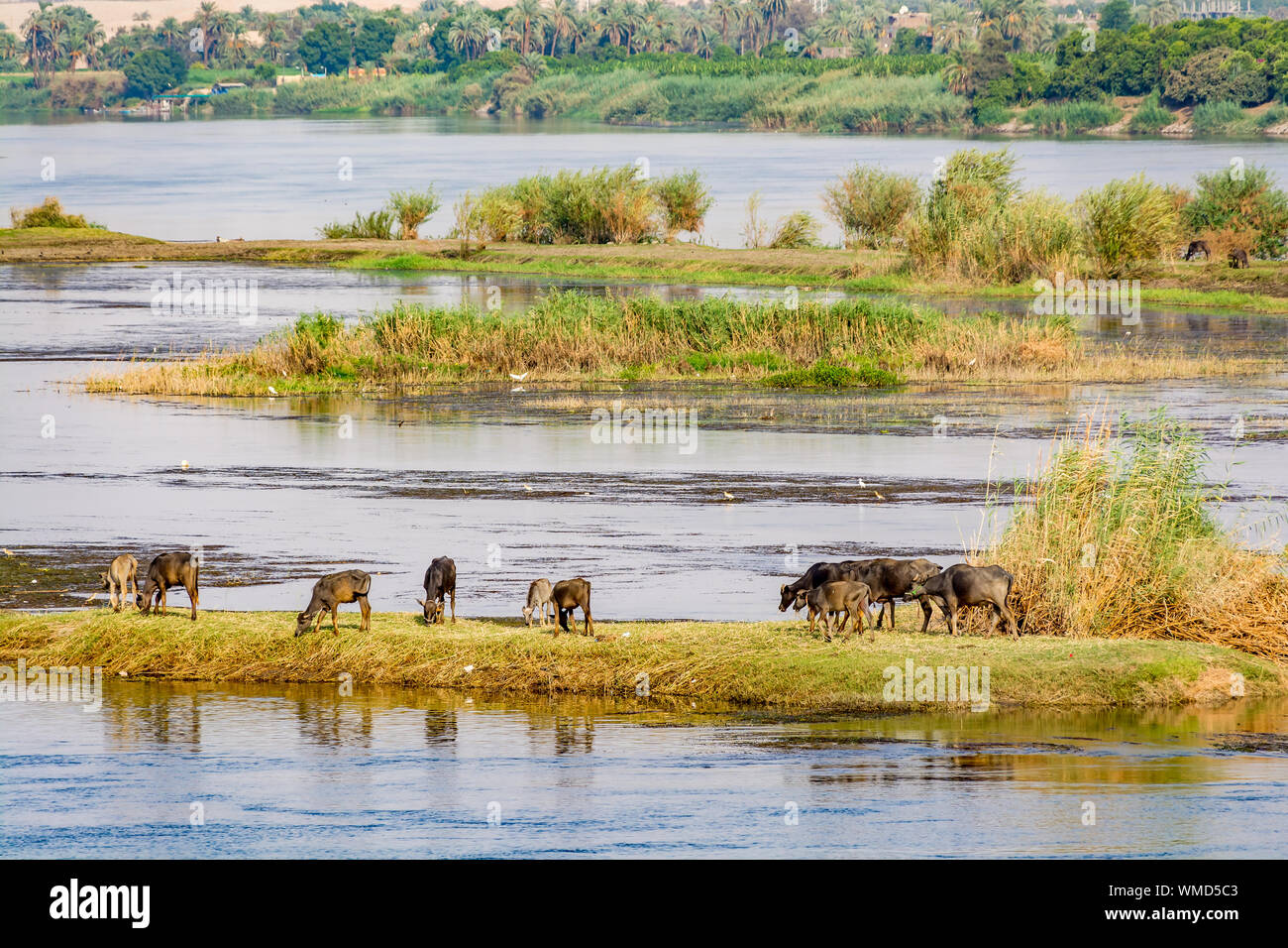 Cattle or livestock grazing on the bank of Nile river, Egypt Stock Photo -  Alamy
