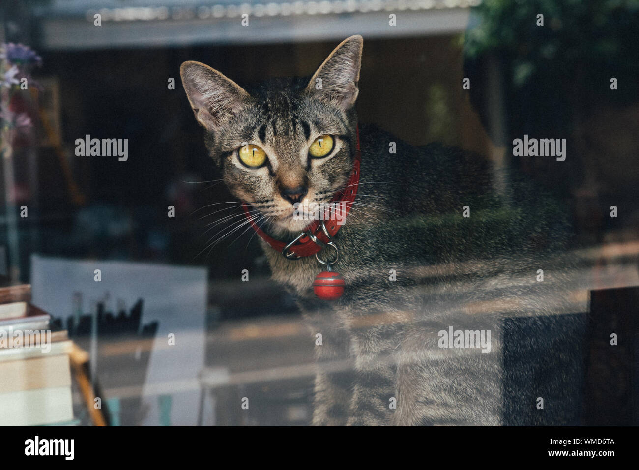 A young tabby cat lying on a window sill and watching out of black window frame. Stock Photo