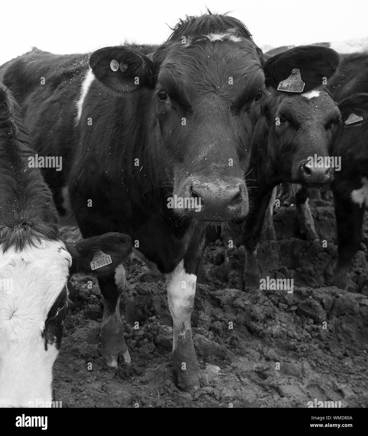 Cows snout hires stock photography and images Alamy