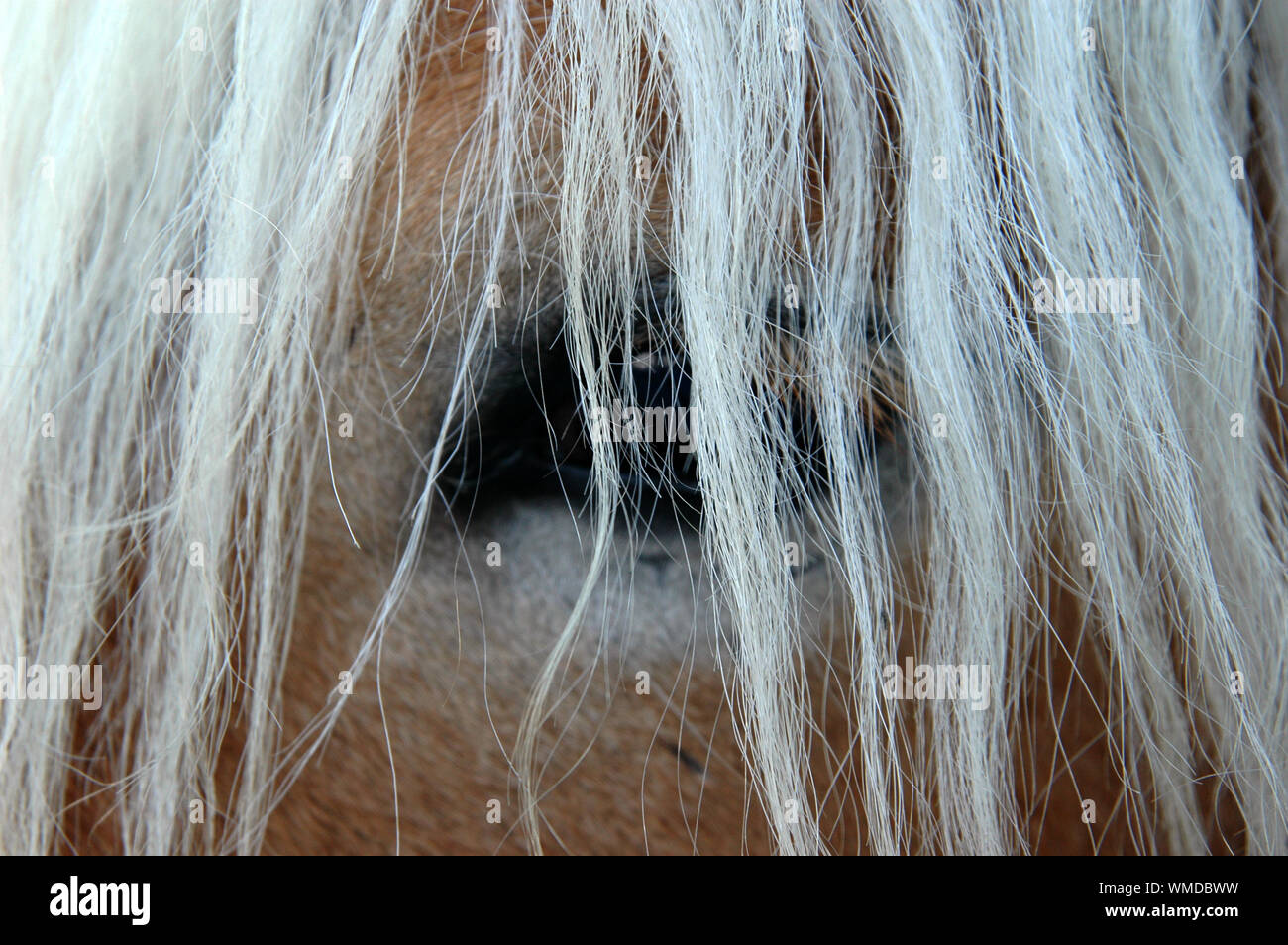 Close-up Of Horse Hair Stock Photo