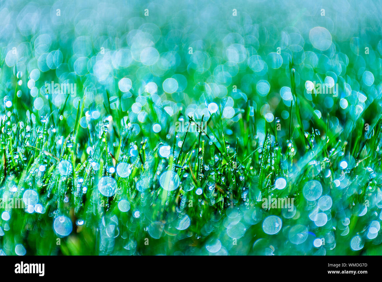 Fresh spring green grass background, with bokeh effects at sunrise. sunset. Green and blue bright texture. Stock Photo
