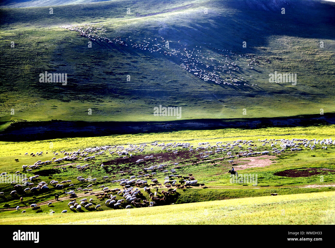 Nomadic sheep herd mongolia hi-res stock photography and images - Alamy