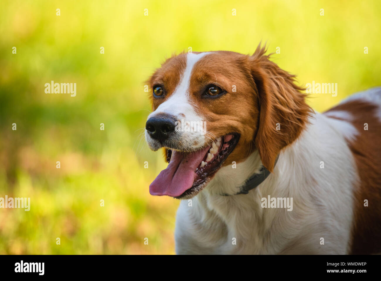 Dog breed Breton Spaniel Stock Photo by ©DevidDO 298199052
