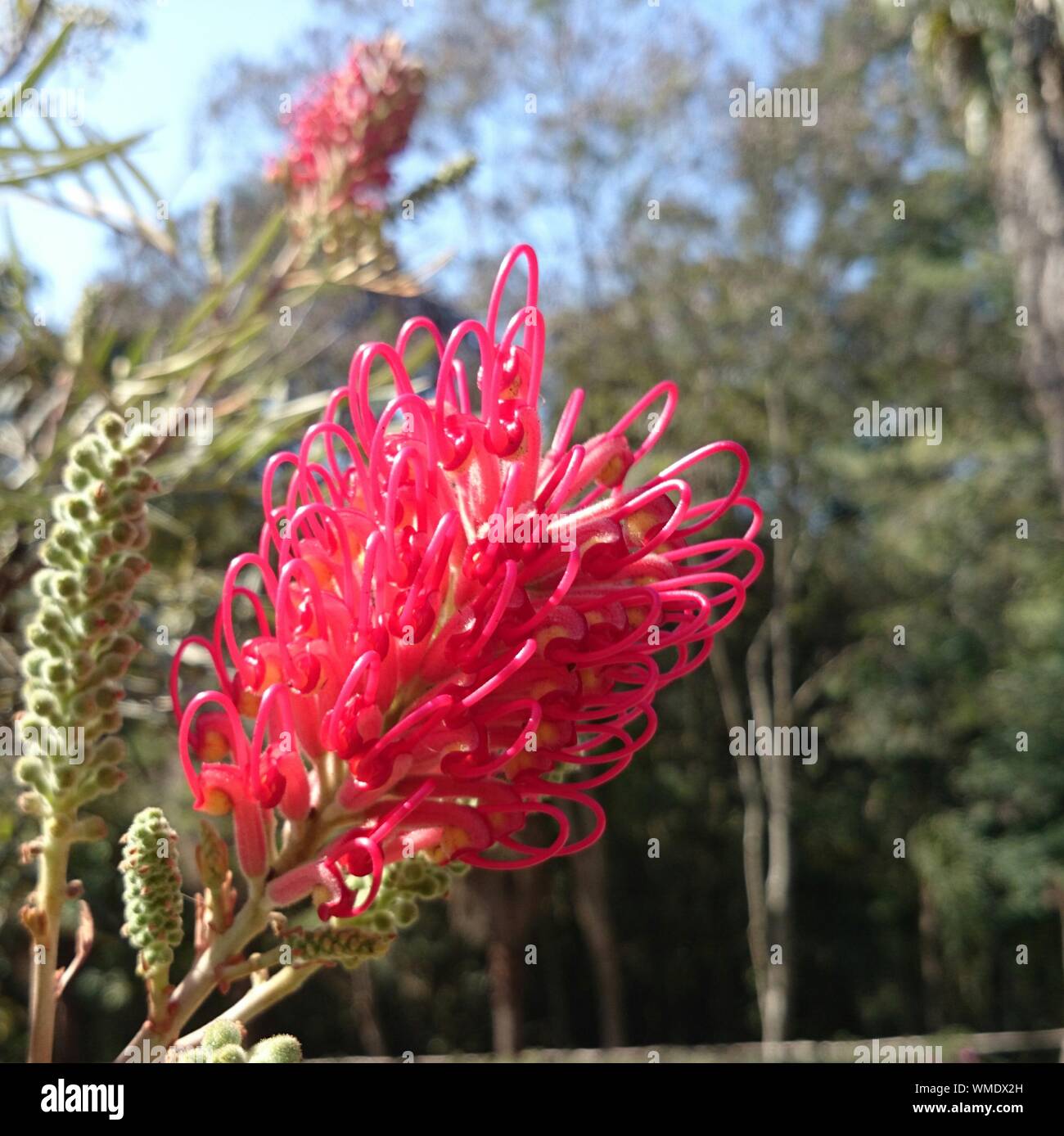 Blooming grevillea hires stock photography and images Alamy