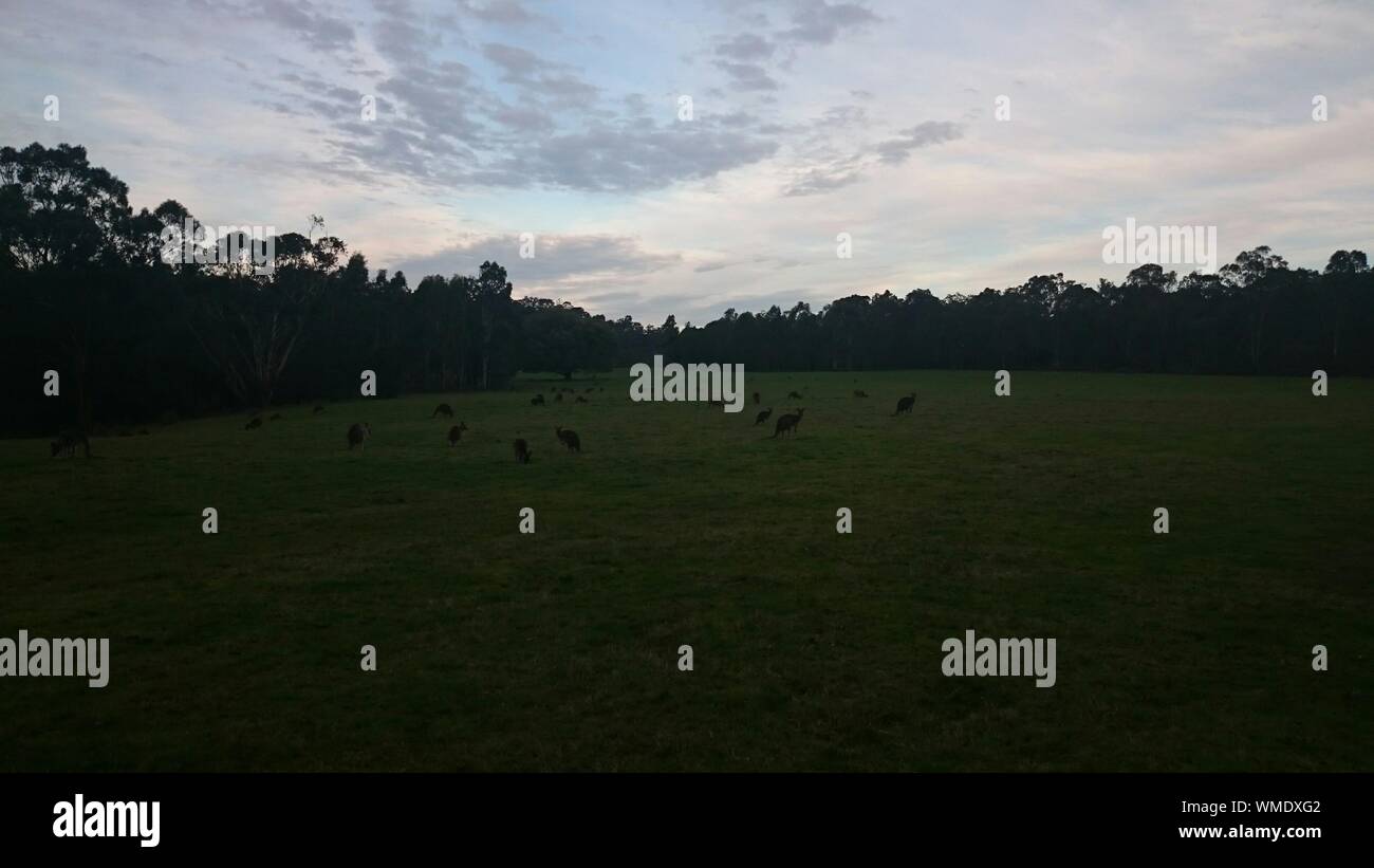 Large Group Of Animals On Meadow Stock Photo