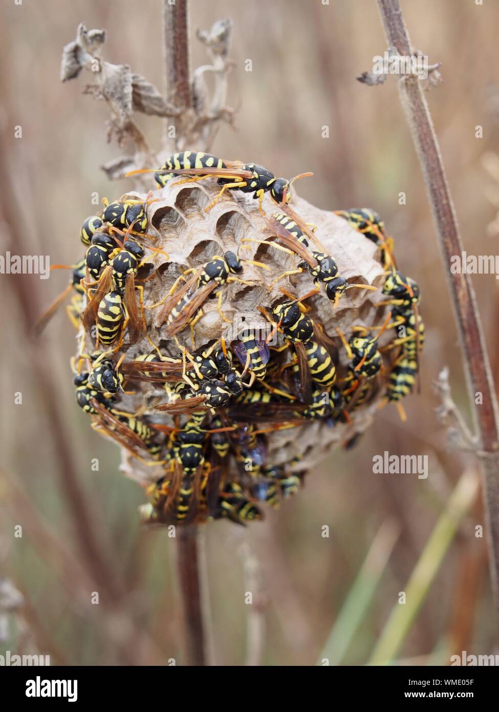 Large wasps nest hires stock photography and images Alamy