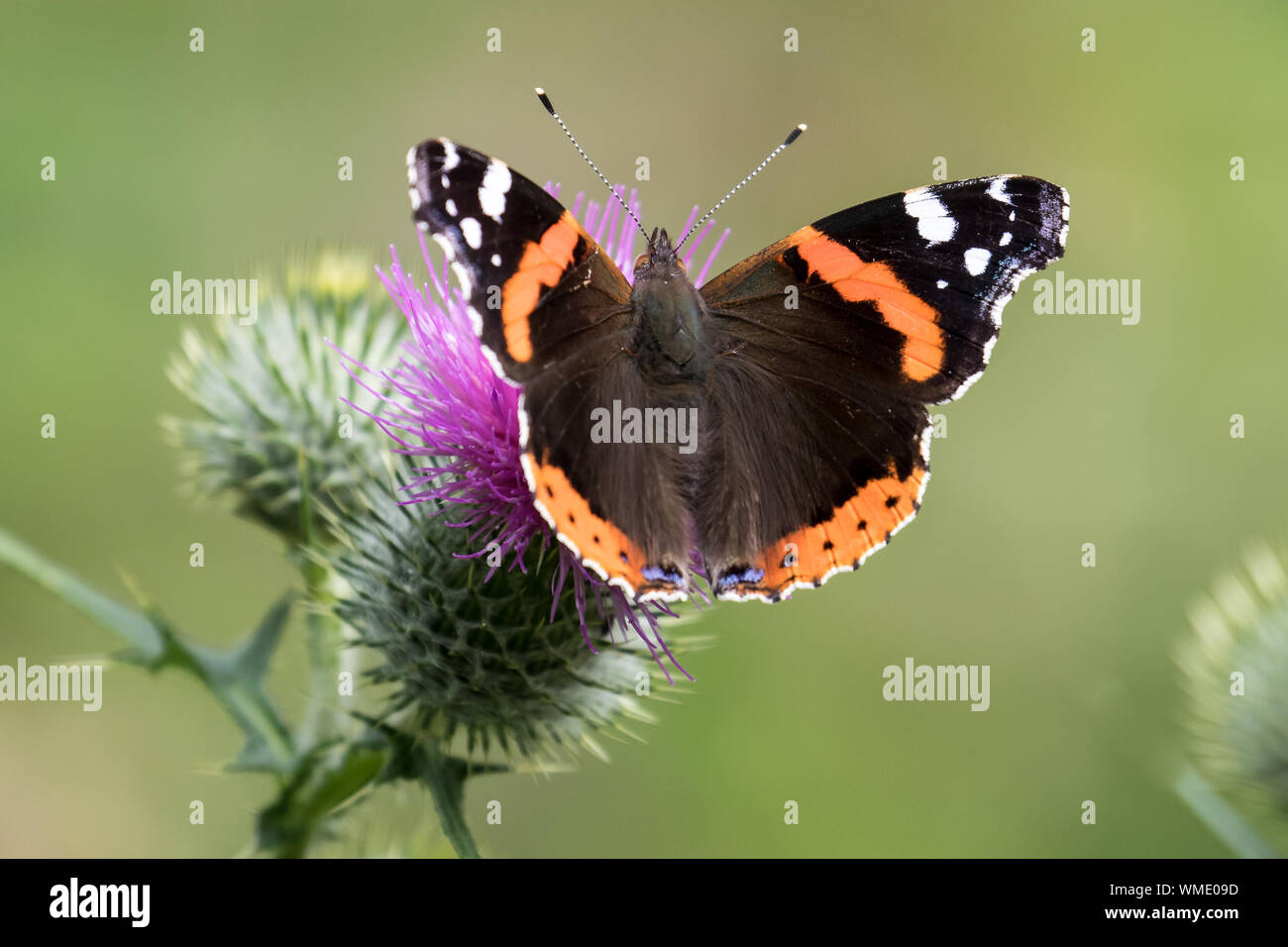 Close Up Of A Red Admiral Butterfly Vanessa Atalanta On Ivy Flowers Hedera Helix By The Sea In Late Summer Early Autumn England Uk Britain Stock Photo Alamy
