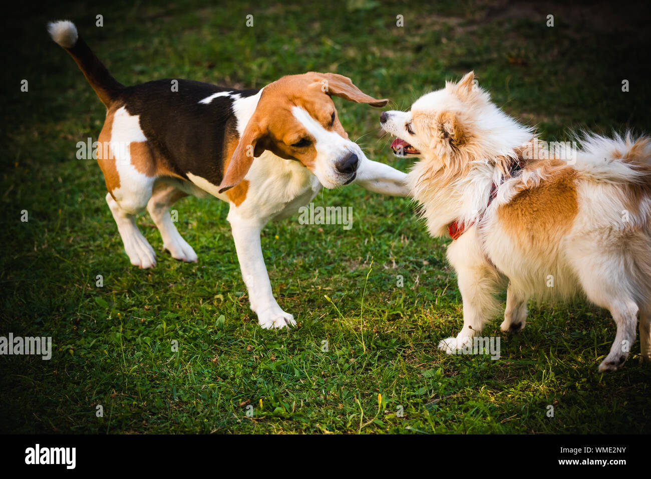 Pomeranian x cheap beagle