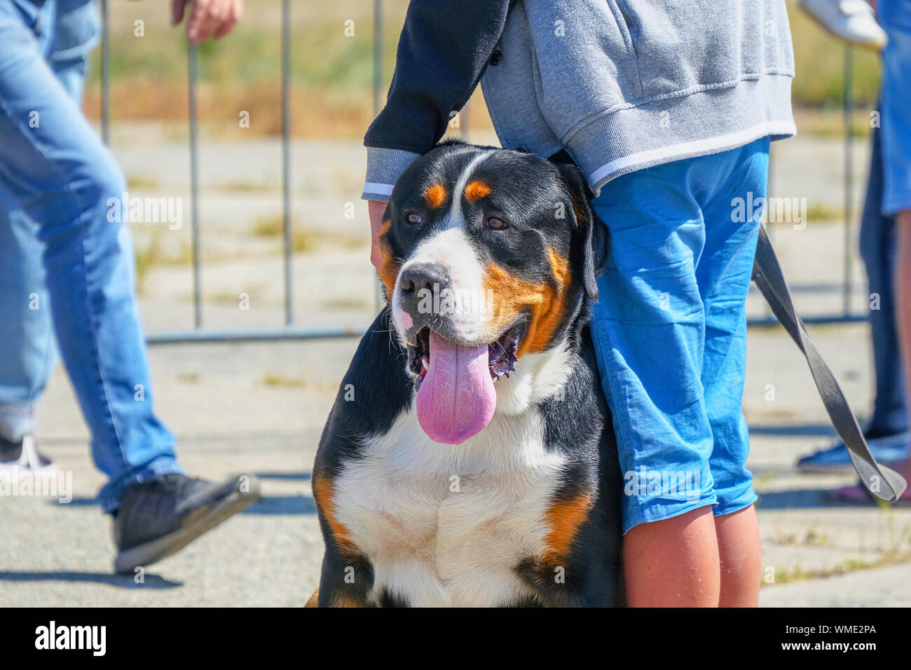 Black Dog White Chest High Resolution Stock Photography and Images Alamy