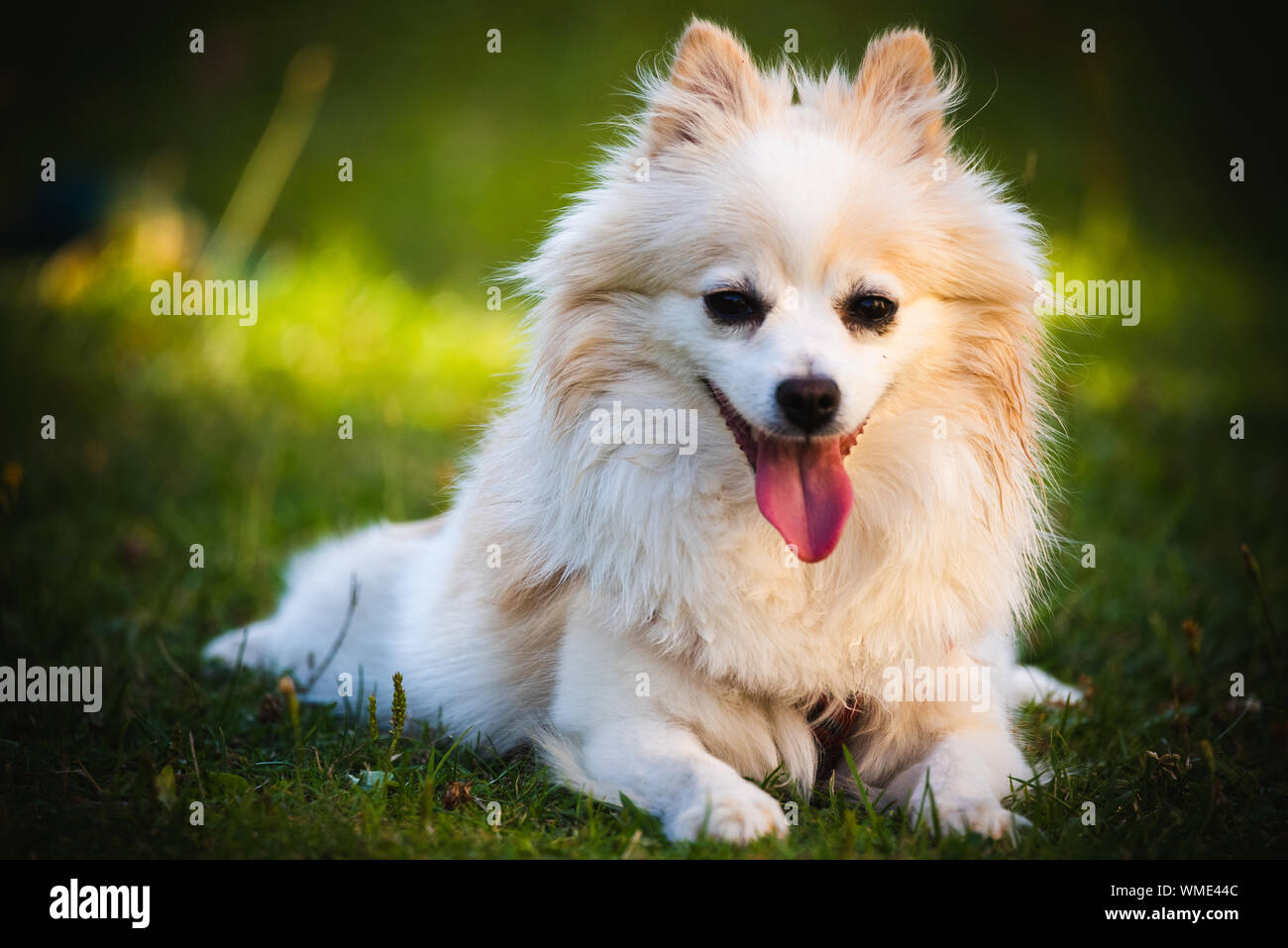 Germany Spitz Stock Photos Germany Spitz Stock Images Alamy