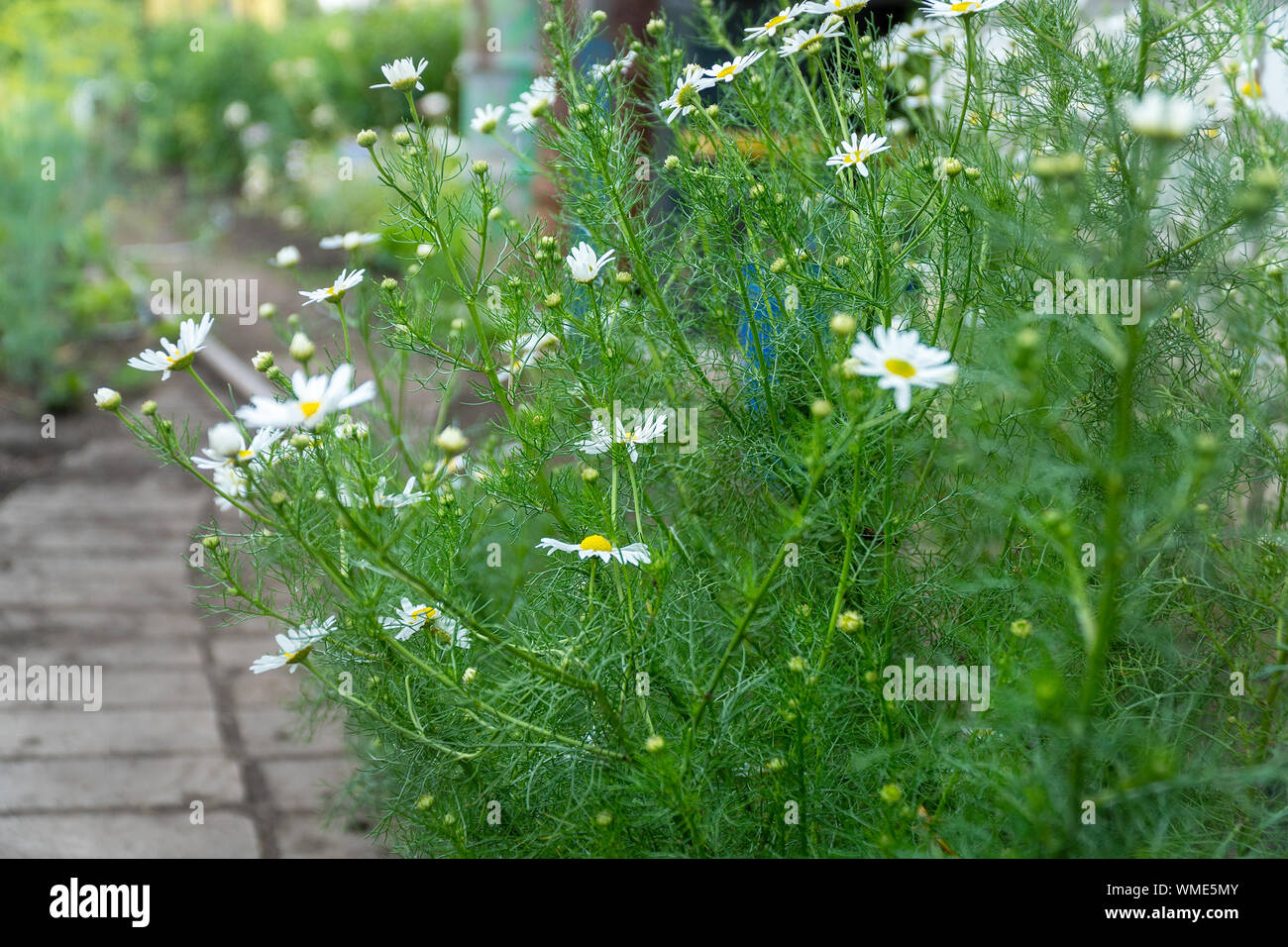 White chamomile flowers on natural background. Selective focus Stock Photo