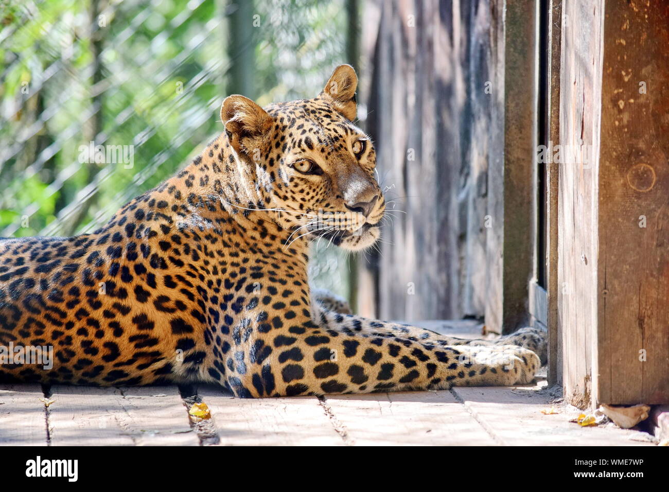 Cute Leopard Panthera Pardus Kotiya Portrait Stock Photo