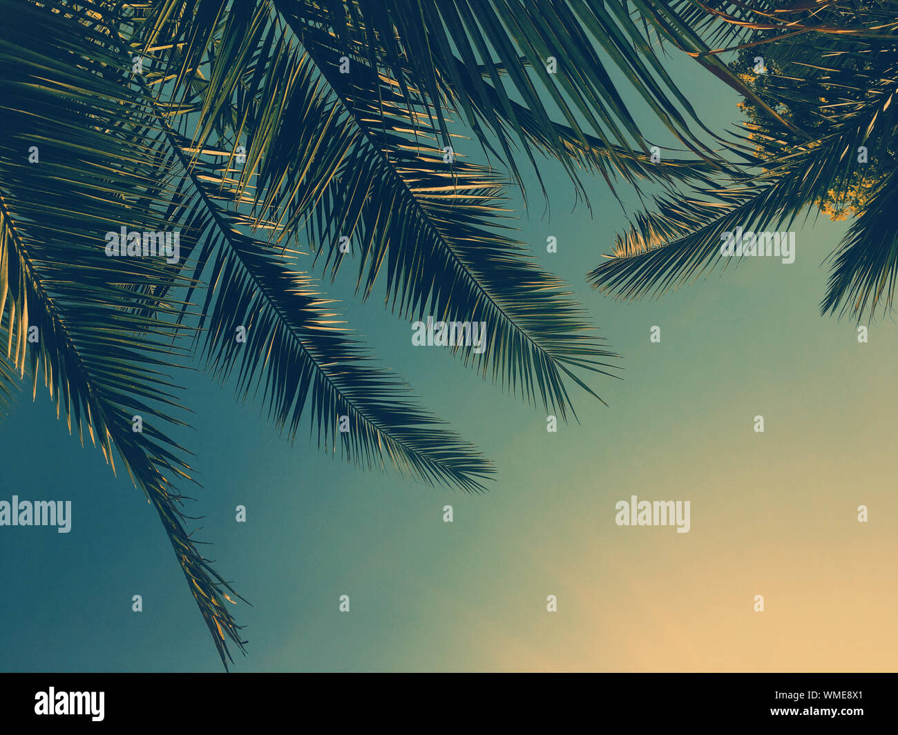Tropical nature, vintage backdrop and summer vacation concept - Palm tree leaves and the sky ...