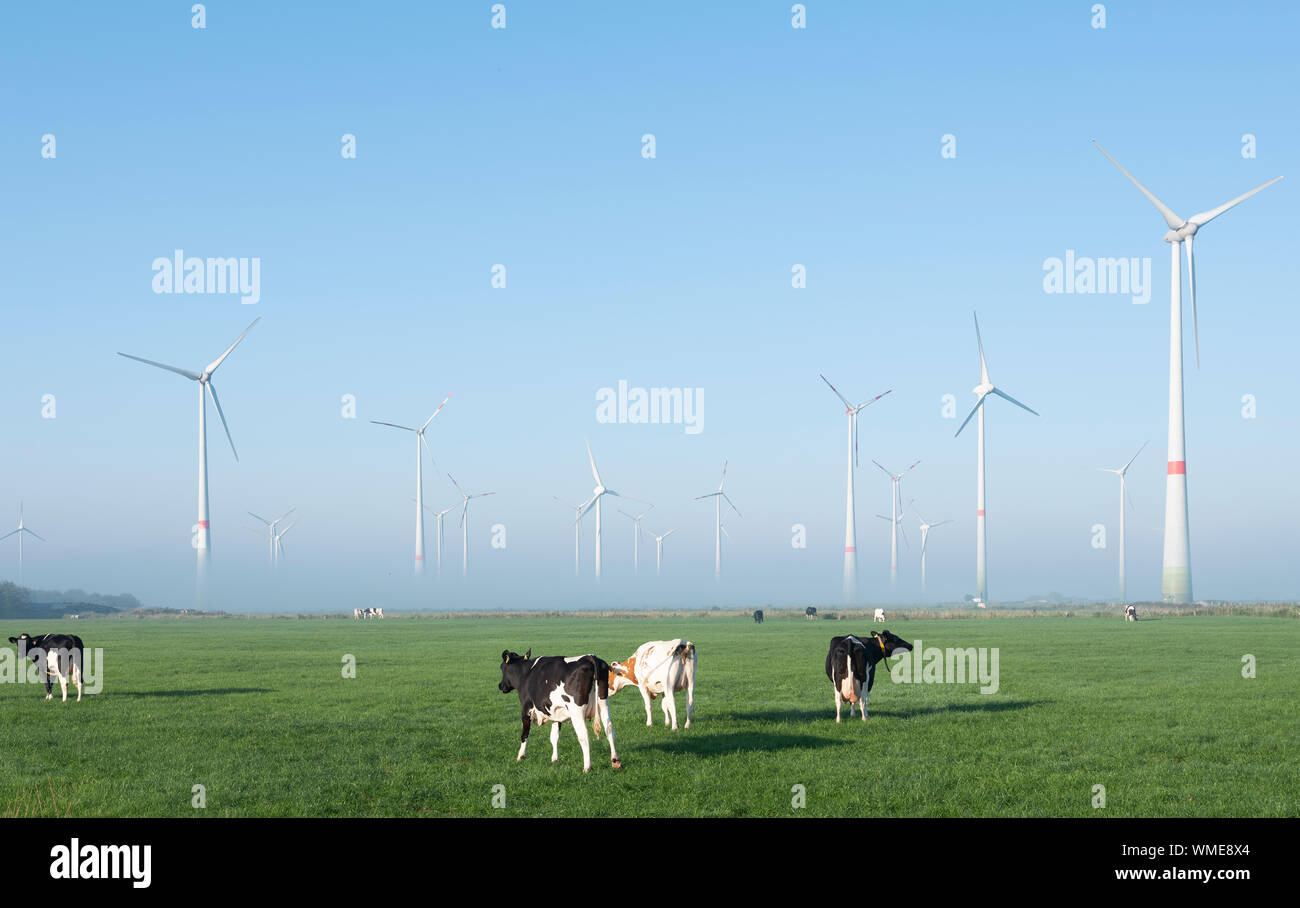 black and white cows in green meadow near wind farm in german lower ...