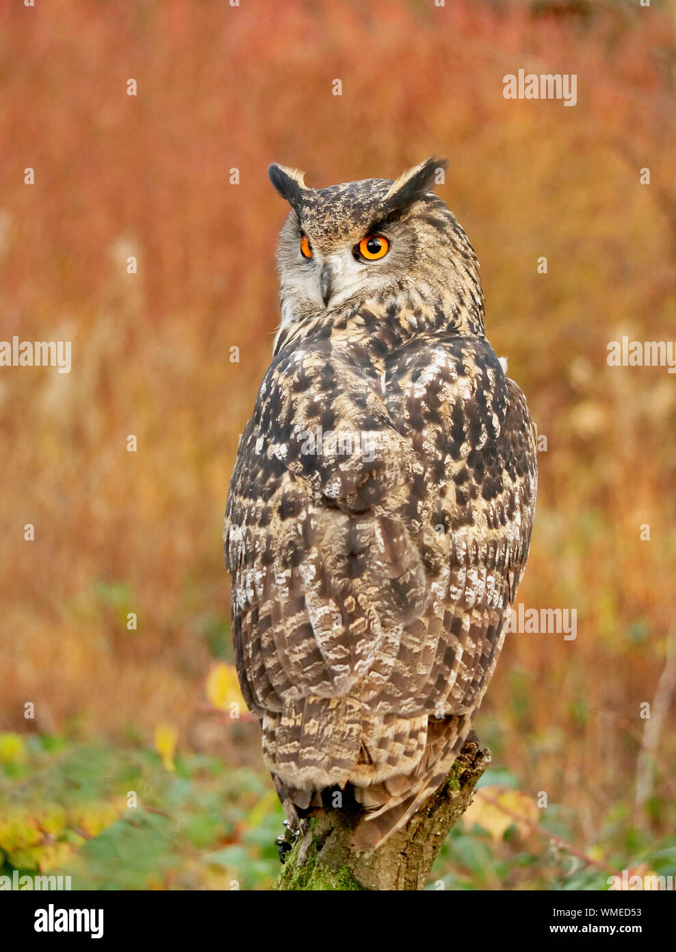 European Eagle Owl Stock Photo