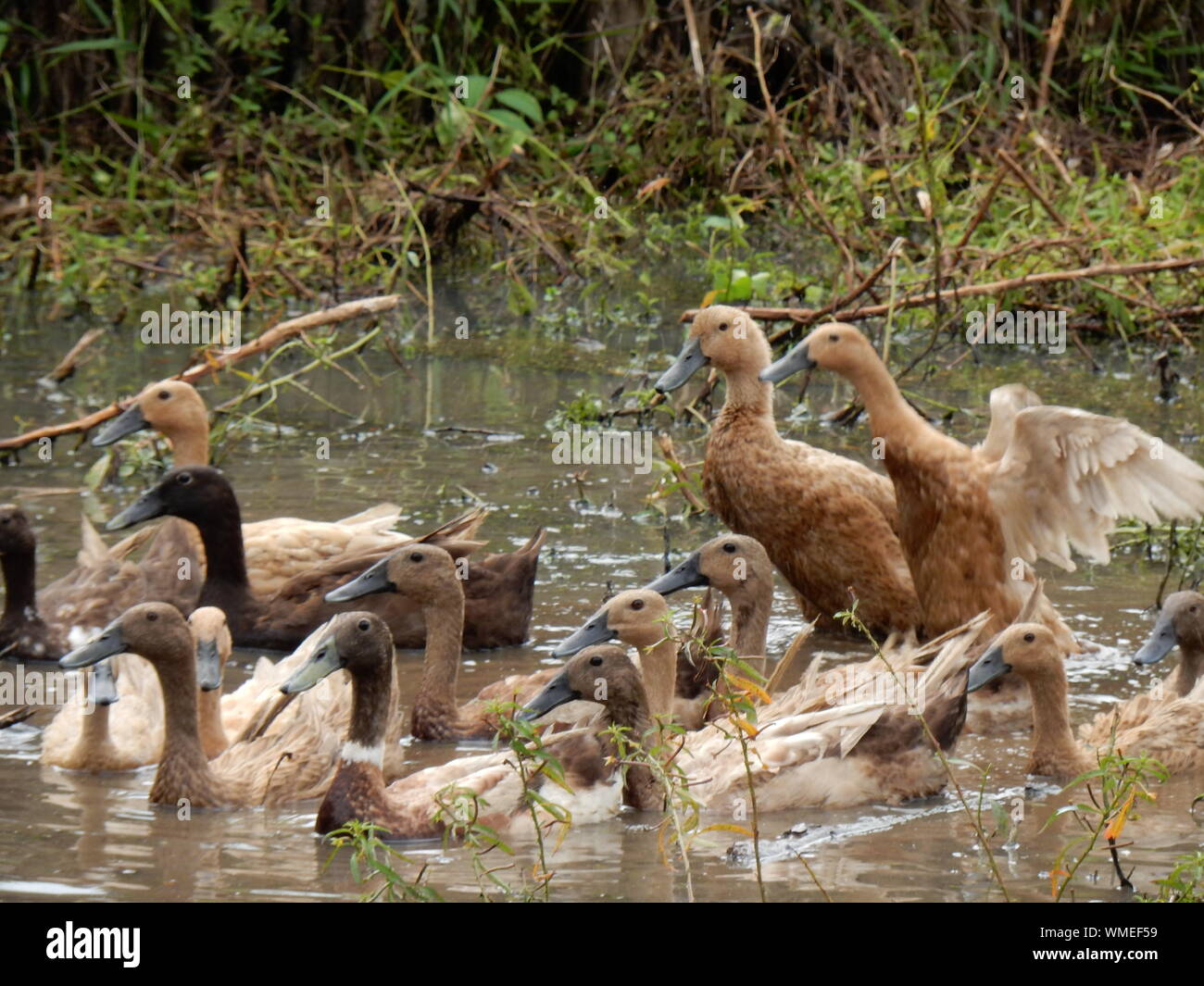 Muddy water ducks hires stock photography and images Alamy