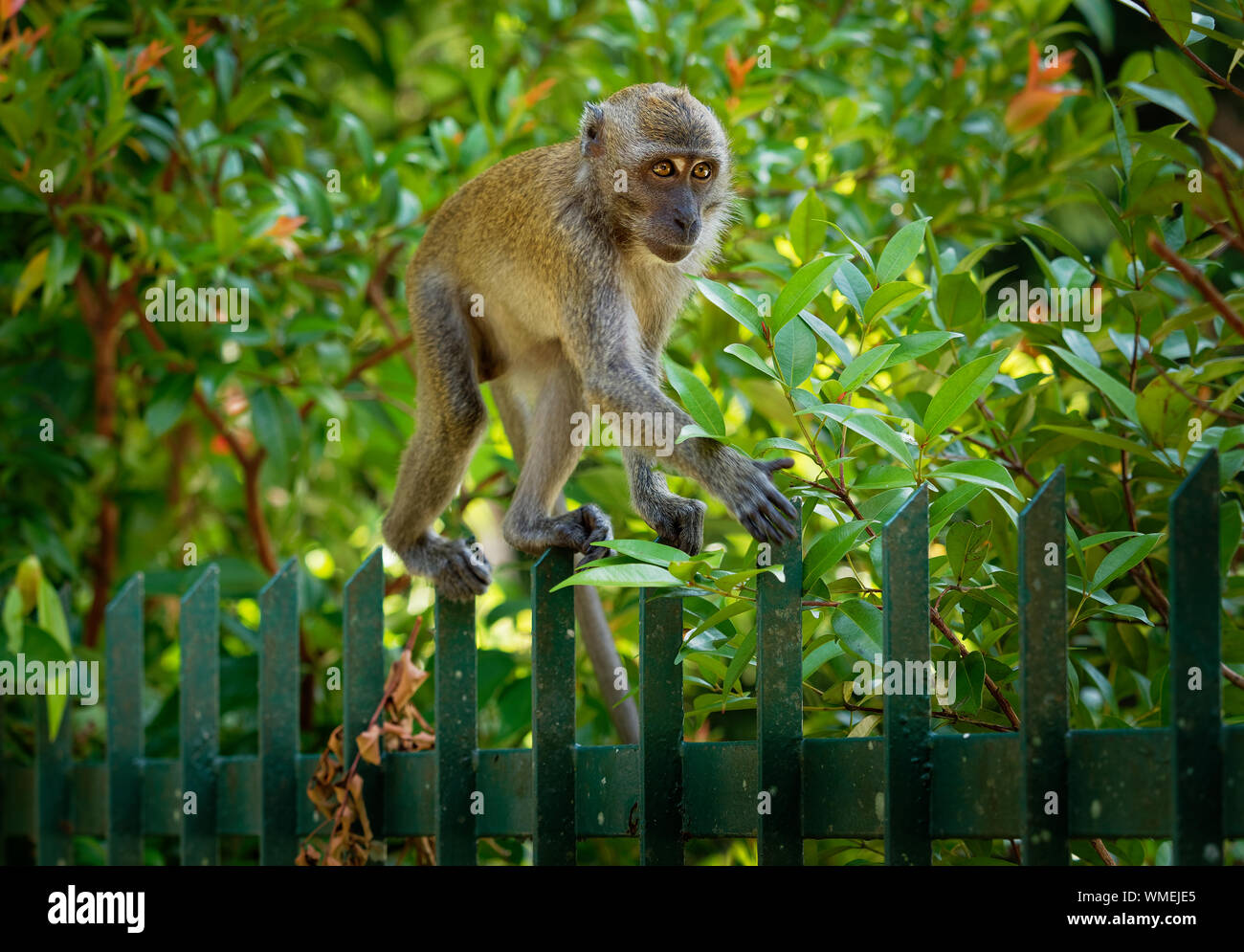 Garden pet Longtailed Macaque Macaca fascicularis also known as