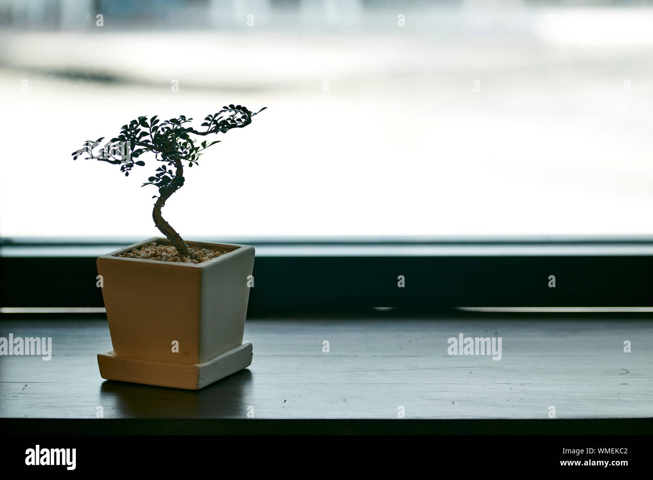 Close-up Of Potted Plant On Window Sill Stock Photo