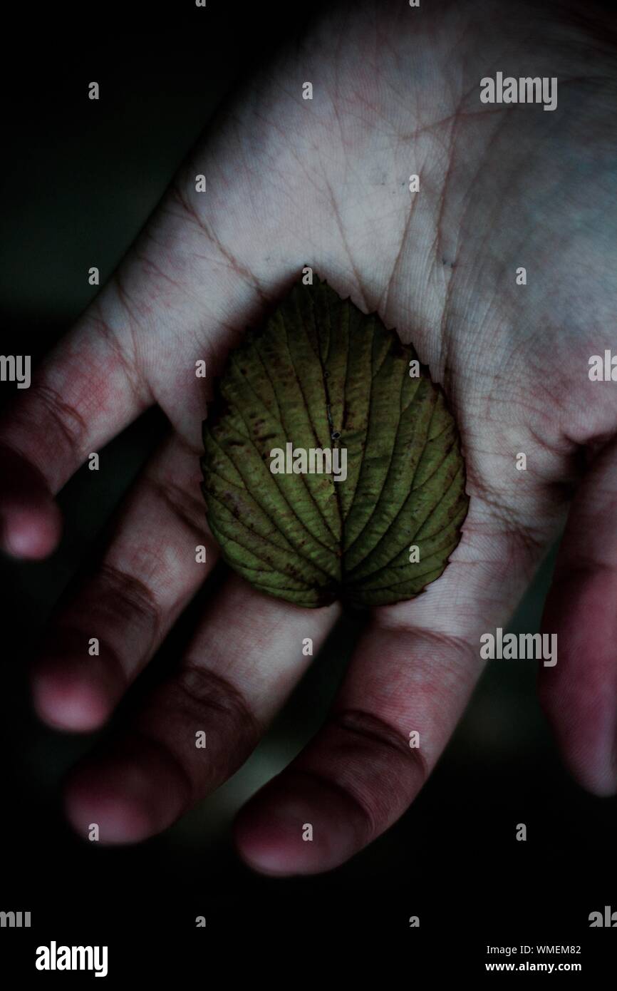 Cropped Hand Holding Leaf Against Black Background Stock Photo