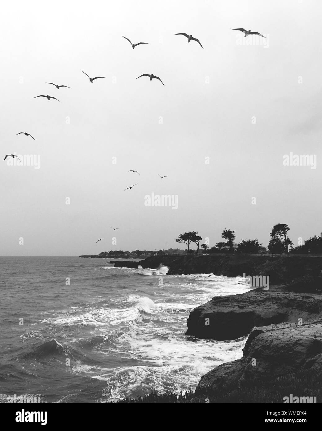 Birds flying seagulls with wild animals with nature and wings Black and