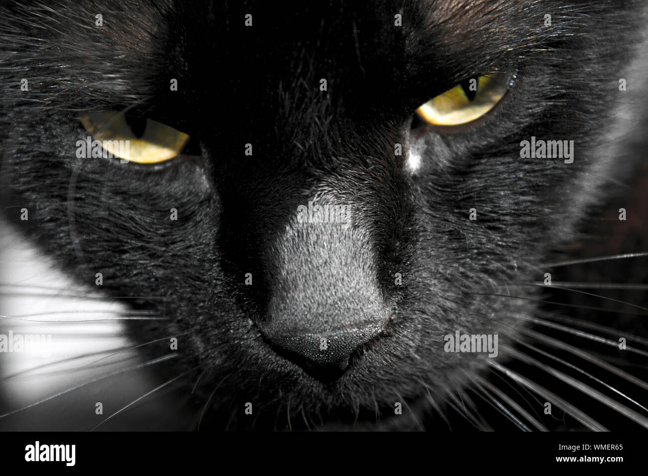 Puss, the most interactive black cat in the world, frowning. Stock Photo