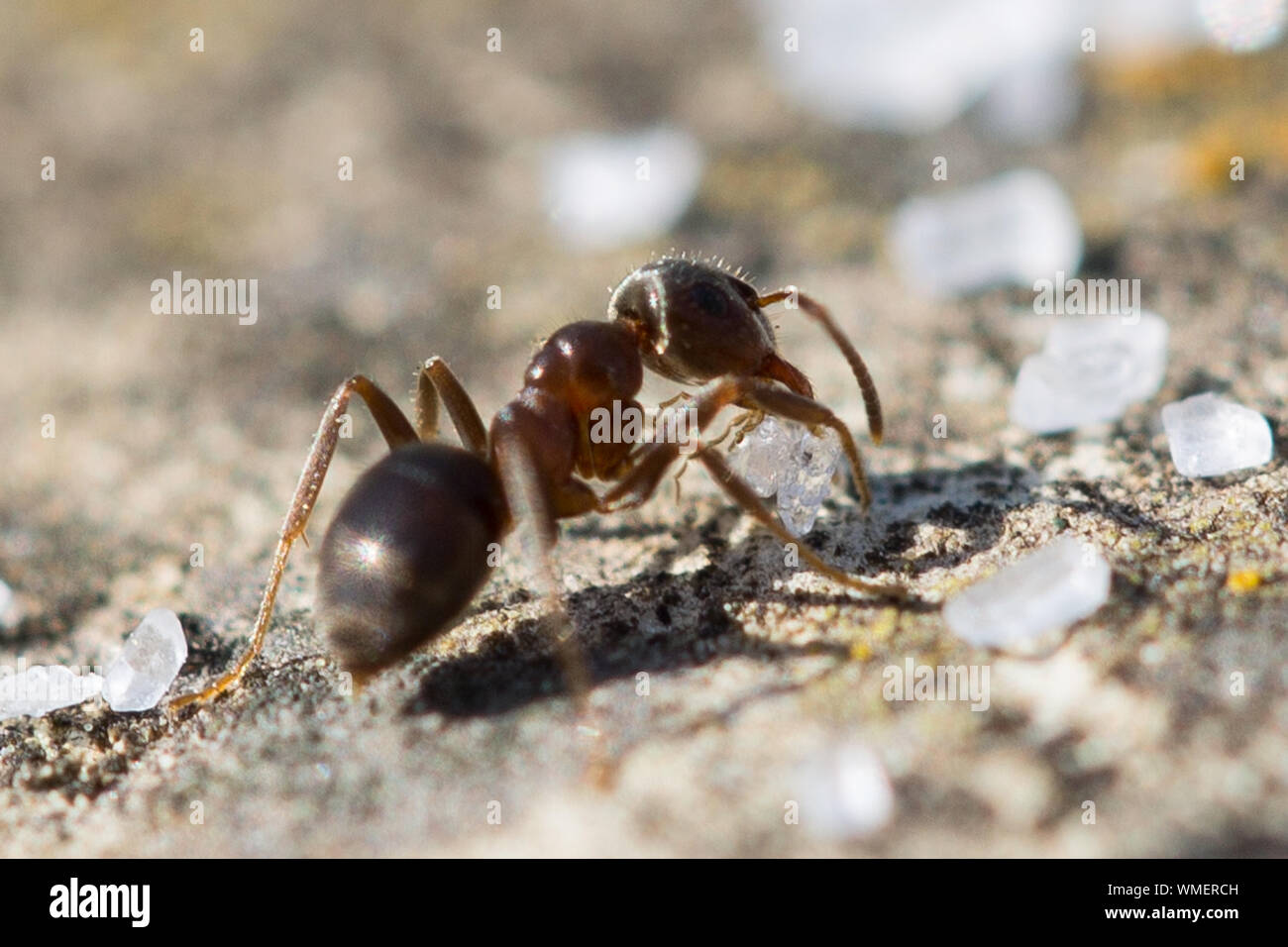 Sugar ant hires stock photography and images Alamy
