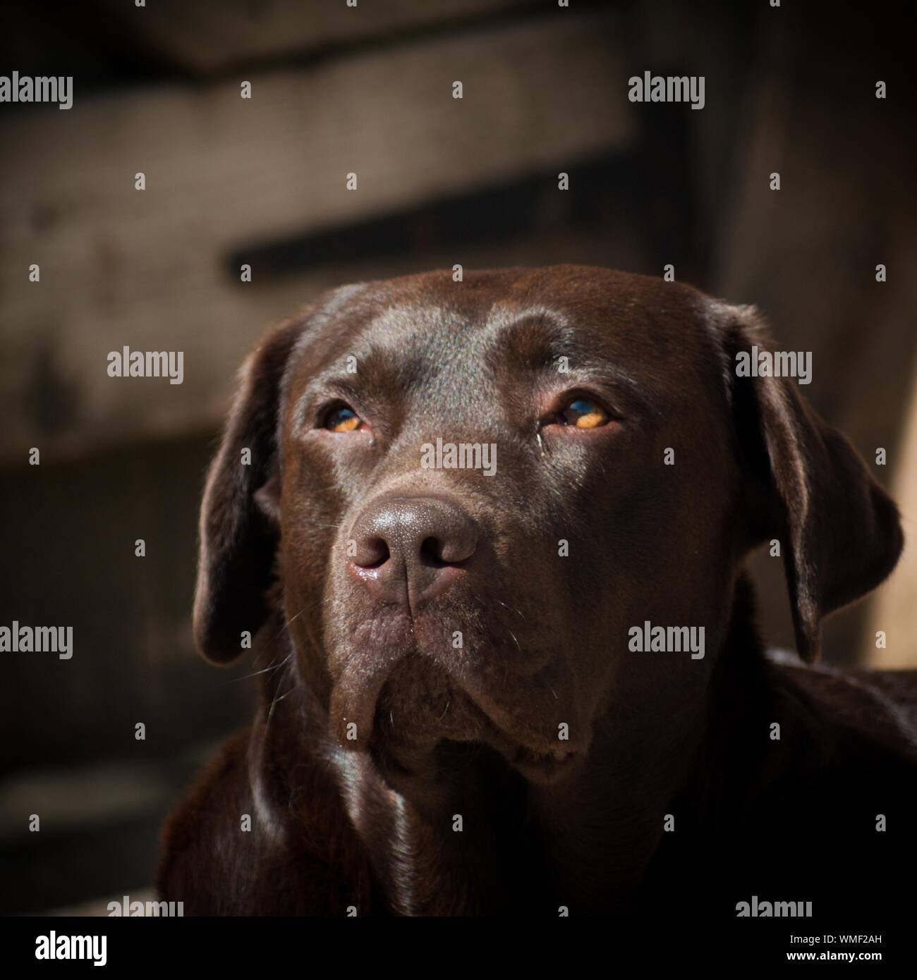 Labrador Looking Up Chocolate High Resolution Stock Photography and ...