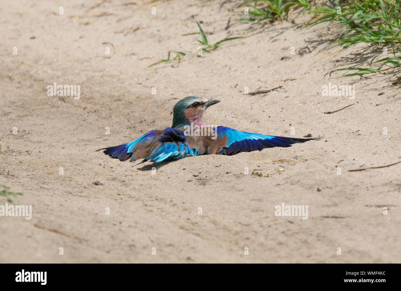 European Roller (Coracias garrulus) sunbathing, Ndutu, Ngorongoro Conservation Area, southern Serengeti, Tanzania. Stock Photo