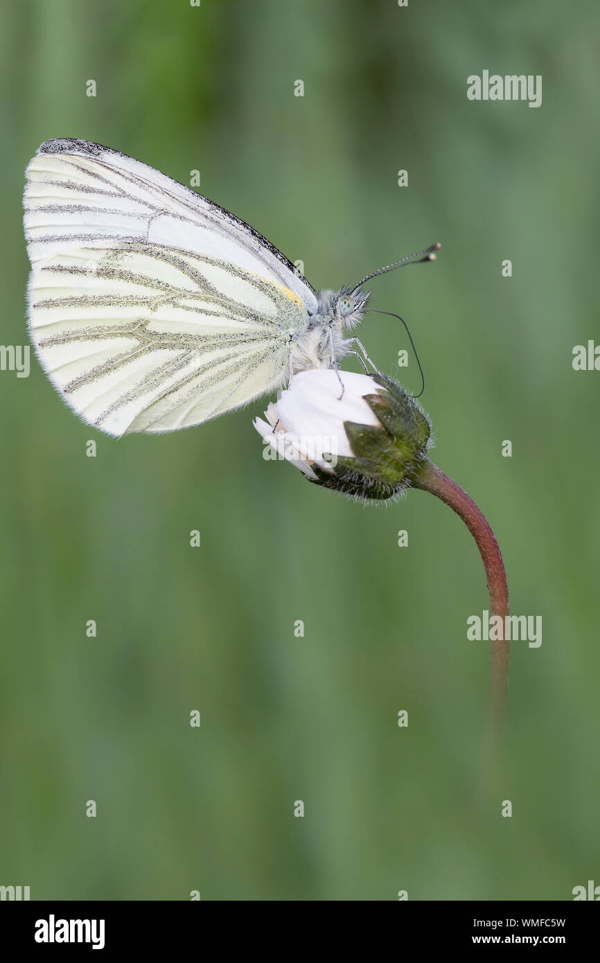 A large iconographic sample of European moths and butterflies, the Pieris sinapis Stock Photo