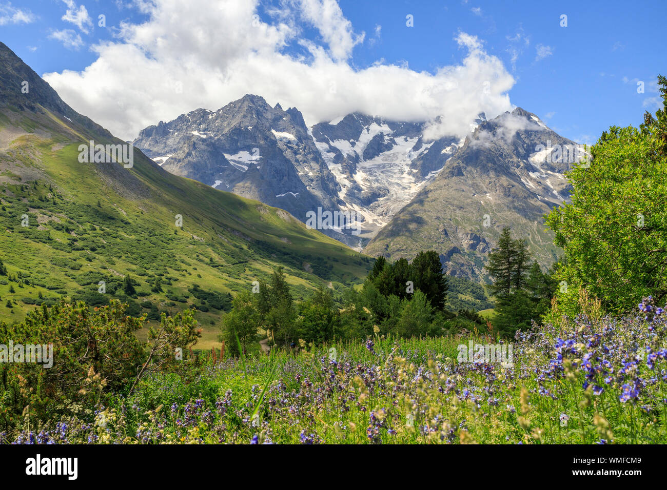 France, Hautes Alpes, Ecrins National Park, Villar d'Arene, view on the Meije from the Jardin alpin du Lautaret (Alpine botanical garden of Lautaret) Stock Photo