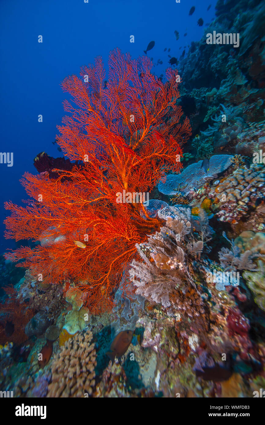 Deep sea gorgonian hi-res stock photography and images - Alamy