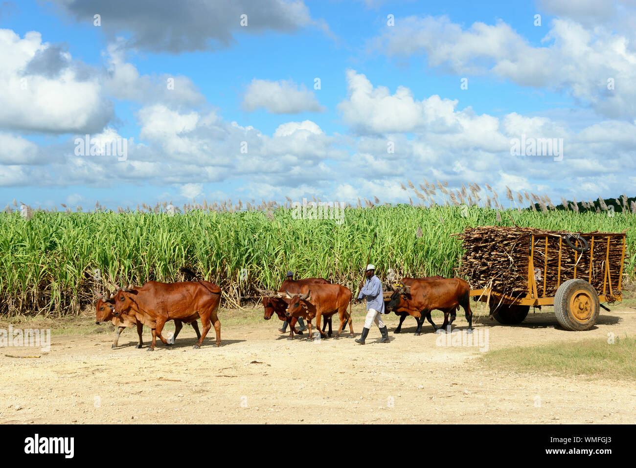 Ox cart, sugarcane, sugar cane harvest, Dominican Republic, Carribean, America Stock Photo