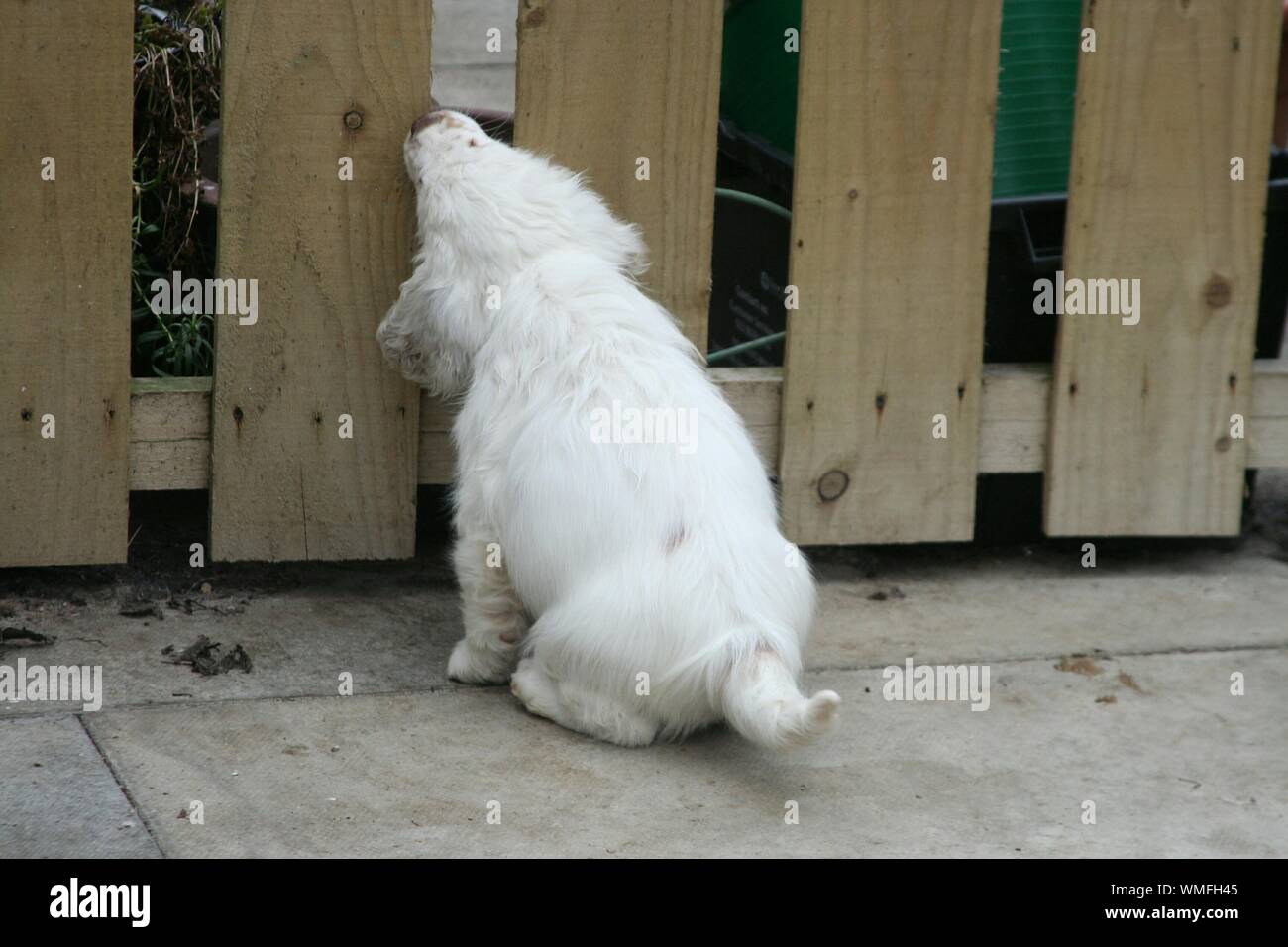 White Hairy Dog Chomping On Fence Stock Photo Alamy