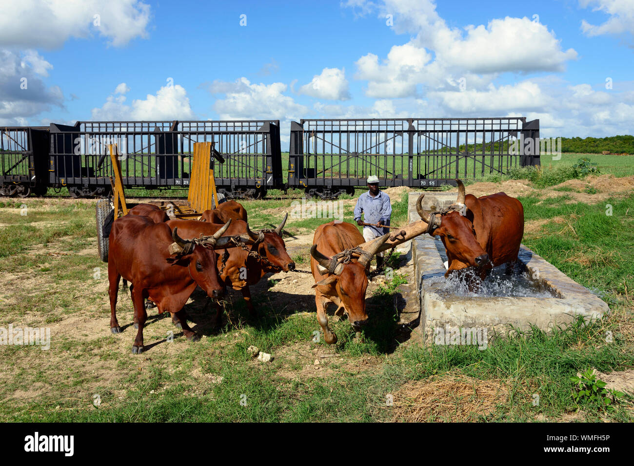 Ox cart, sugarcane, sugar cane harvest, Dominican Republic, Carribean, America Stock Photo