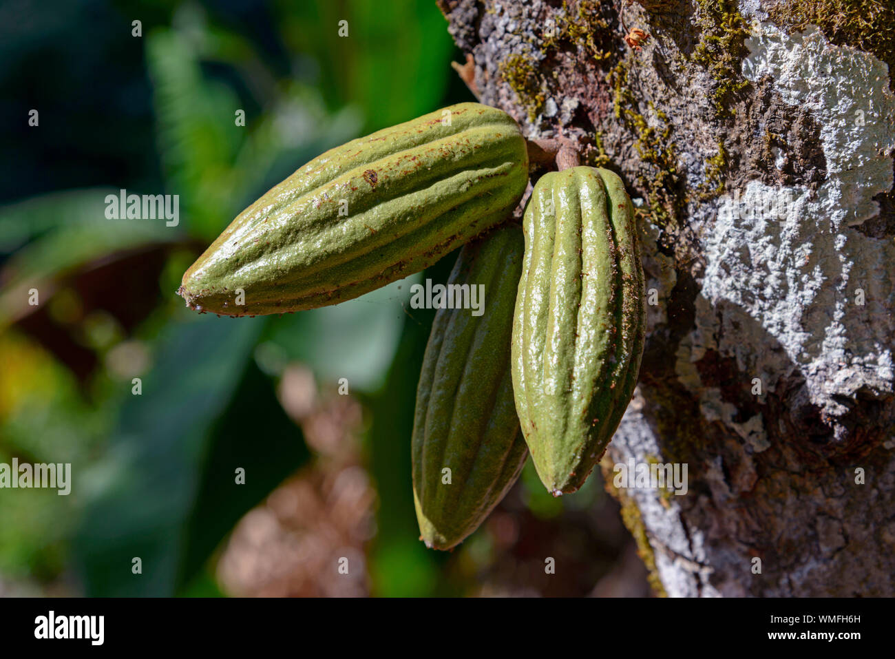 Cocoa (Theobroma cacao) near Pedro Sanchez, Cordillera Oriental, Dominican Republic, Carribean, America Stock Photo