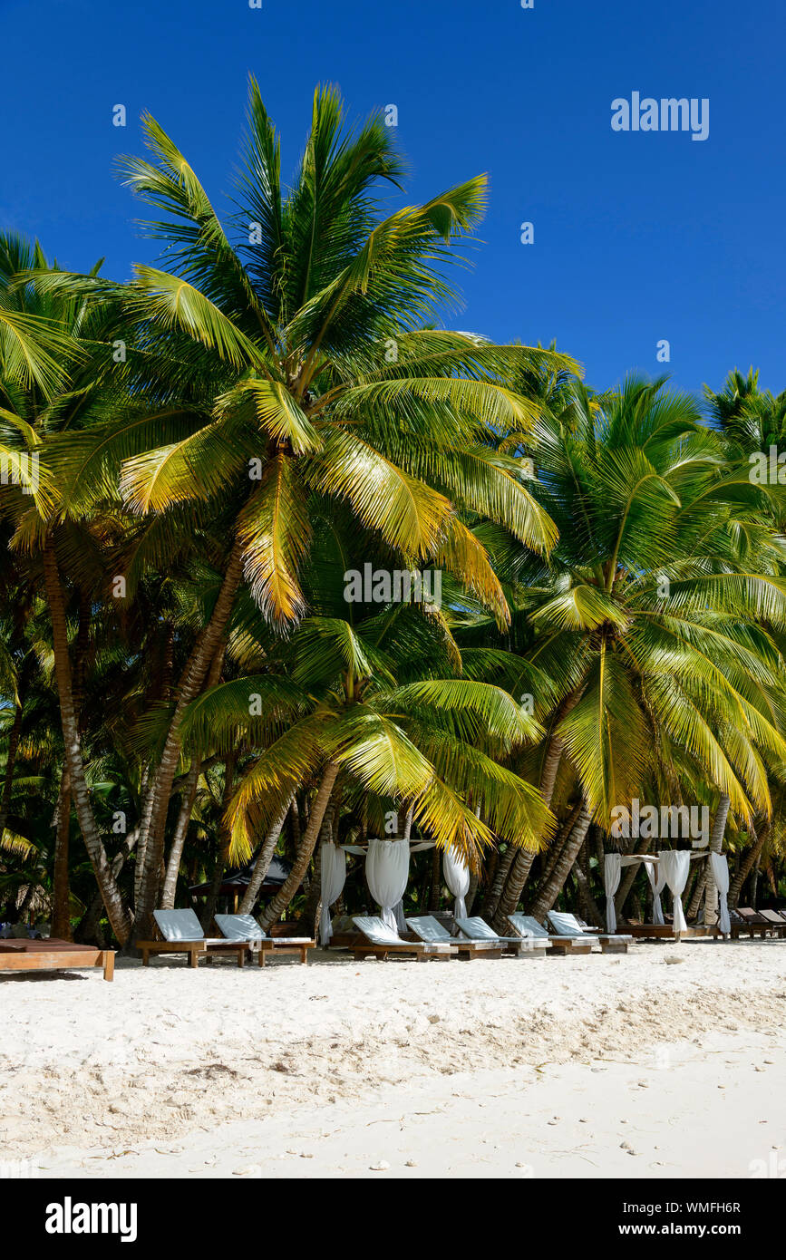 Palm beach, Island Isla Saona, Parque Nacional del Este, Dominican Republic, Carribean, America Stock Photo