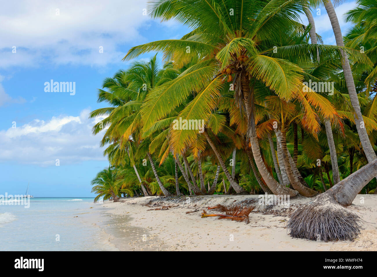 Palm beach, Island Isla Saona, Parque Nacional del Este, Dominican Republic, Carribean, America Stock Photo