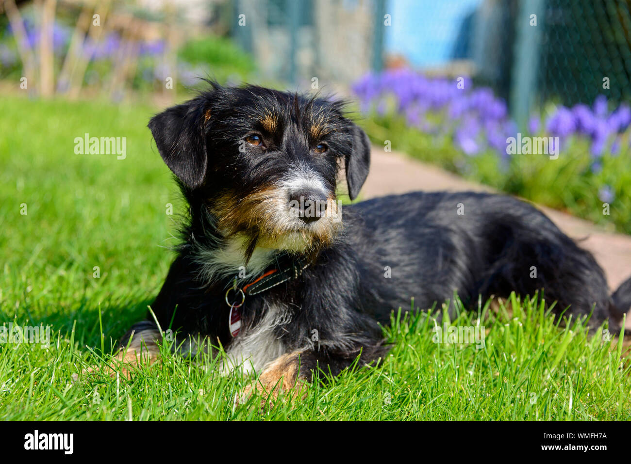 Mixed breed dog in garden Stock Photo