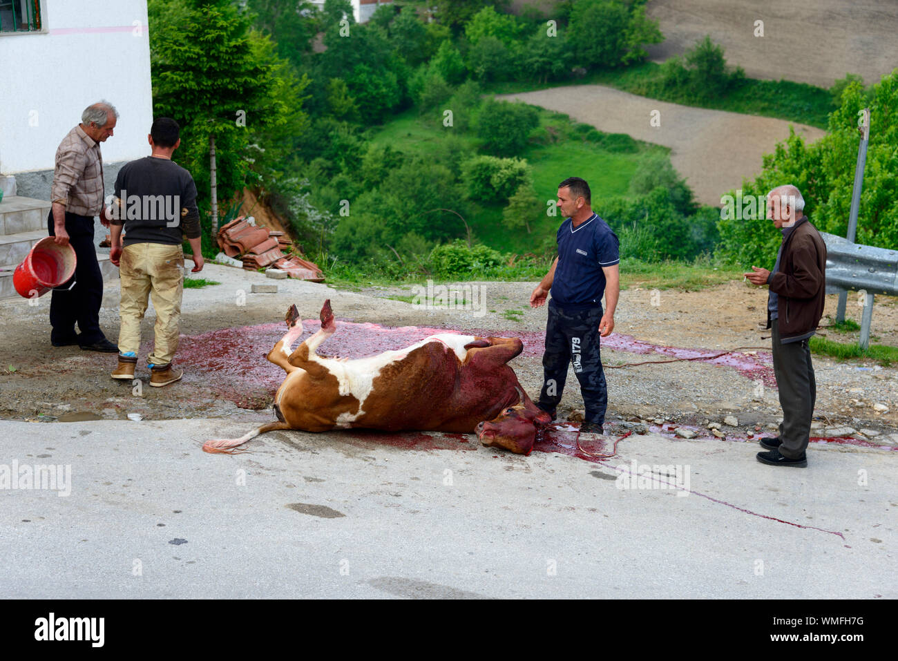 Butchering cattle on road, Bushtrice, Albania Stock Photo