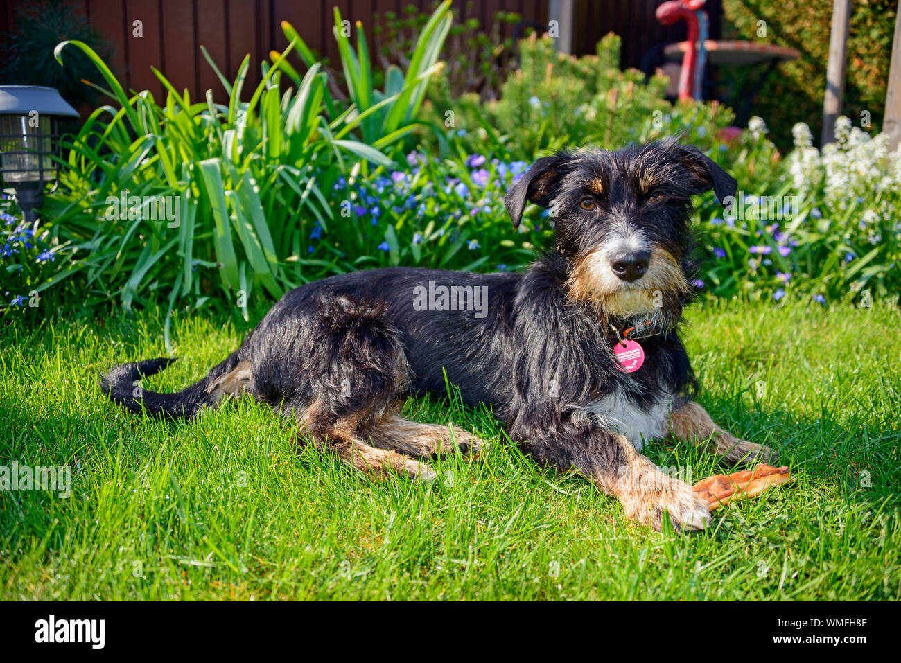 Mixed breed dog in garden Stock Photo